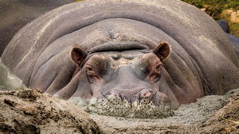  「天堂的河馬」：關於一個肥胖的水生生物和它對友誼的渴望的奇幻寓言！